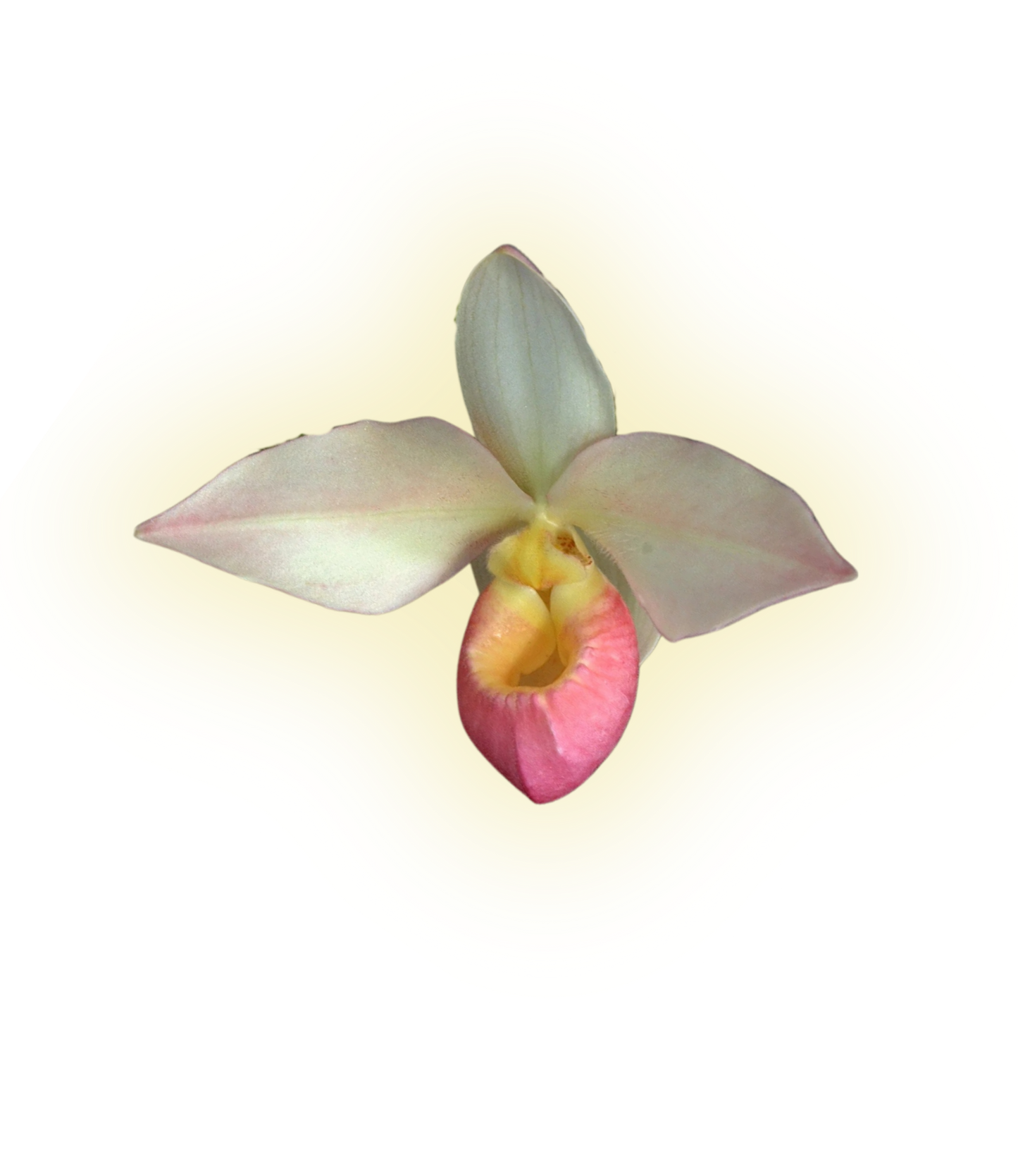 Heart of Light Essence