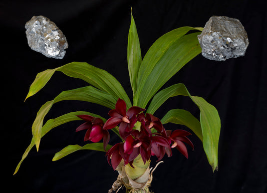 Orchid Metal Element Essence