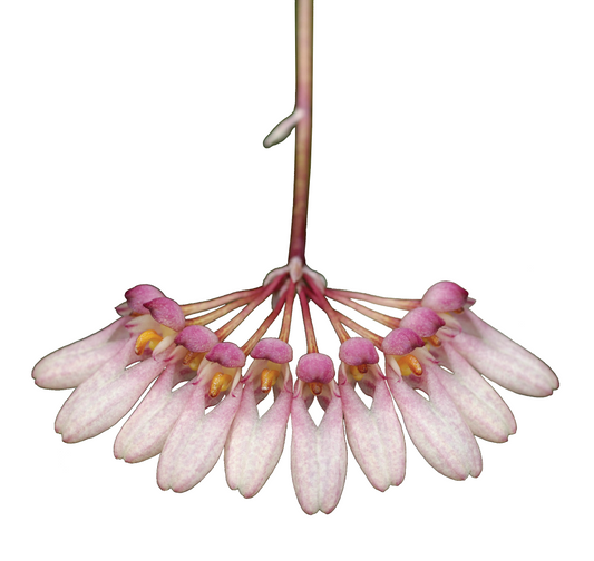 Necklace of Beauty Essence
