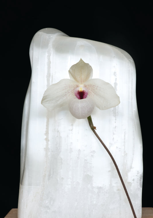 Orchid Air Element Essence