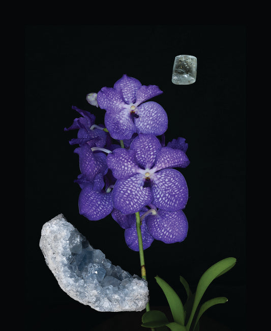 Orchid Water Element Essence
