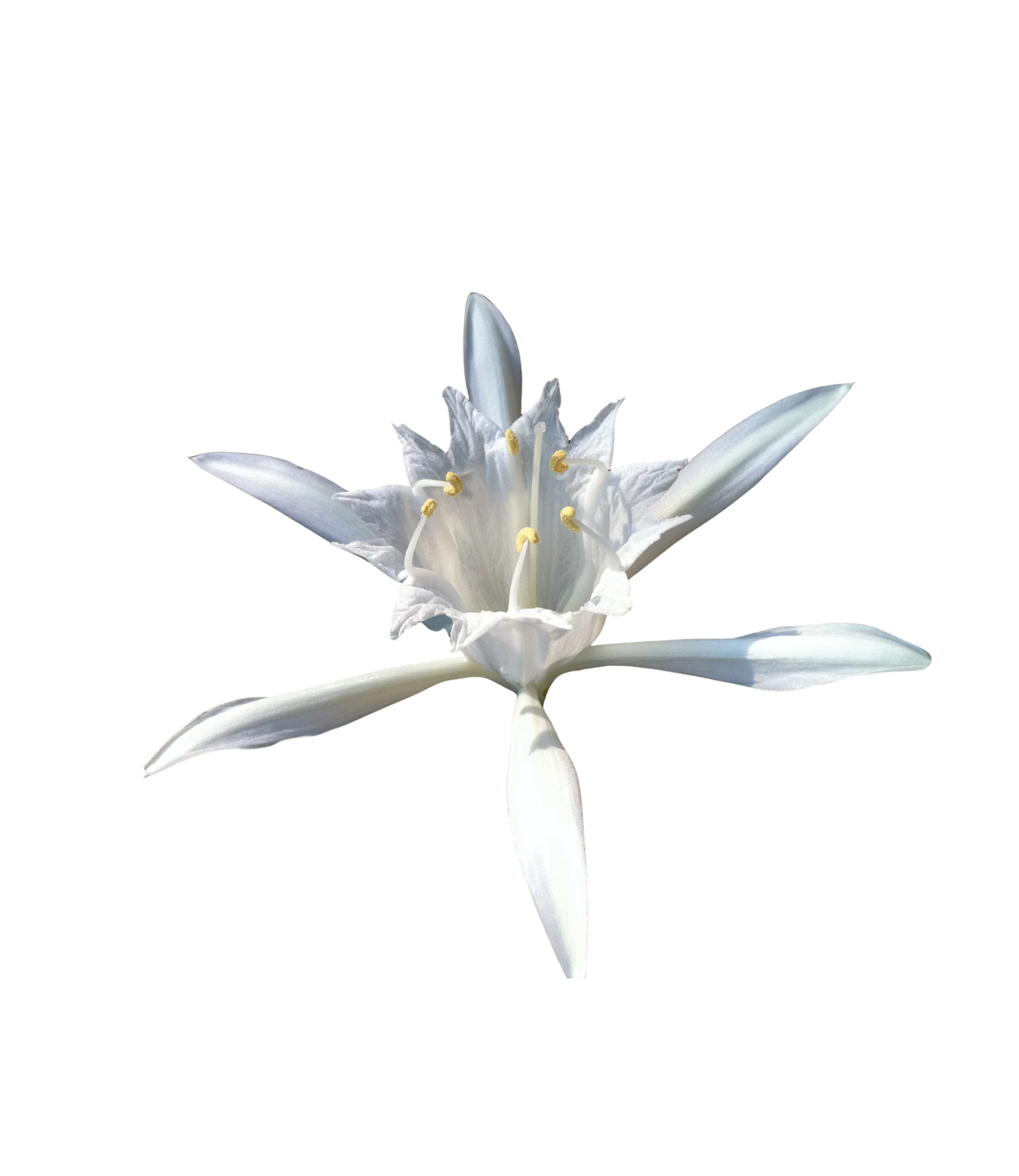 Poseidon's Trumpet Essence