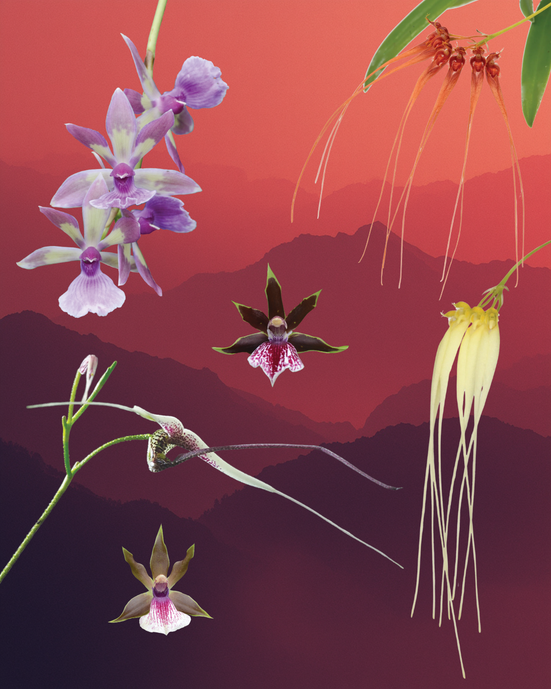 Positive Flow #3 Combination Essence