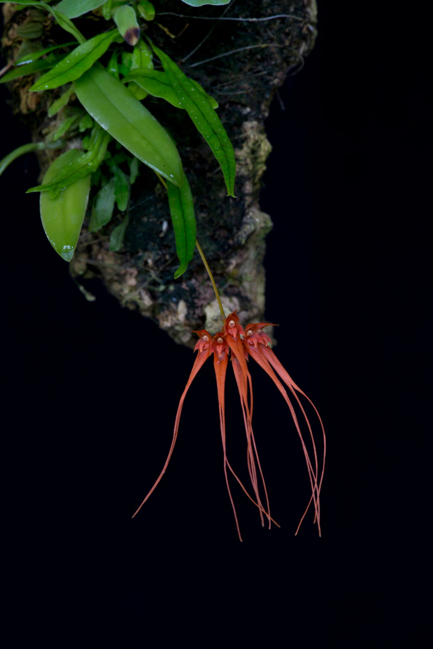 Pure Innocence Essence