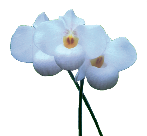Purity of Heart Essence