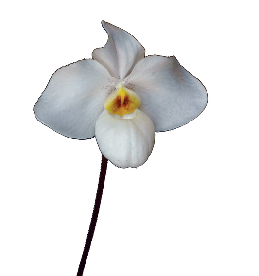 Purity of Heart Essence