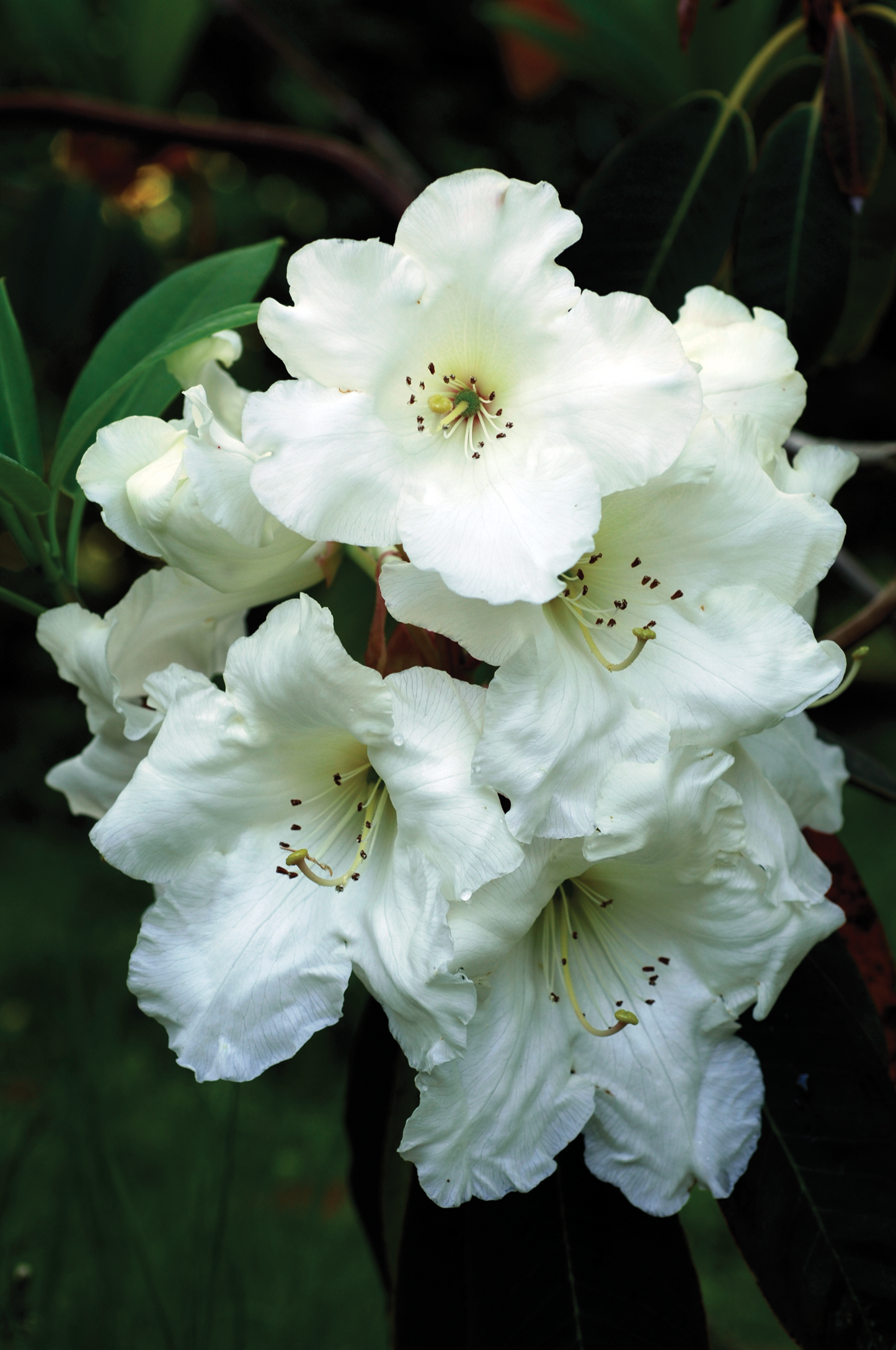 Rhododendron Griffithianum Essence