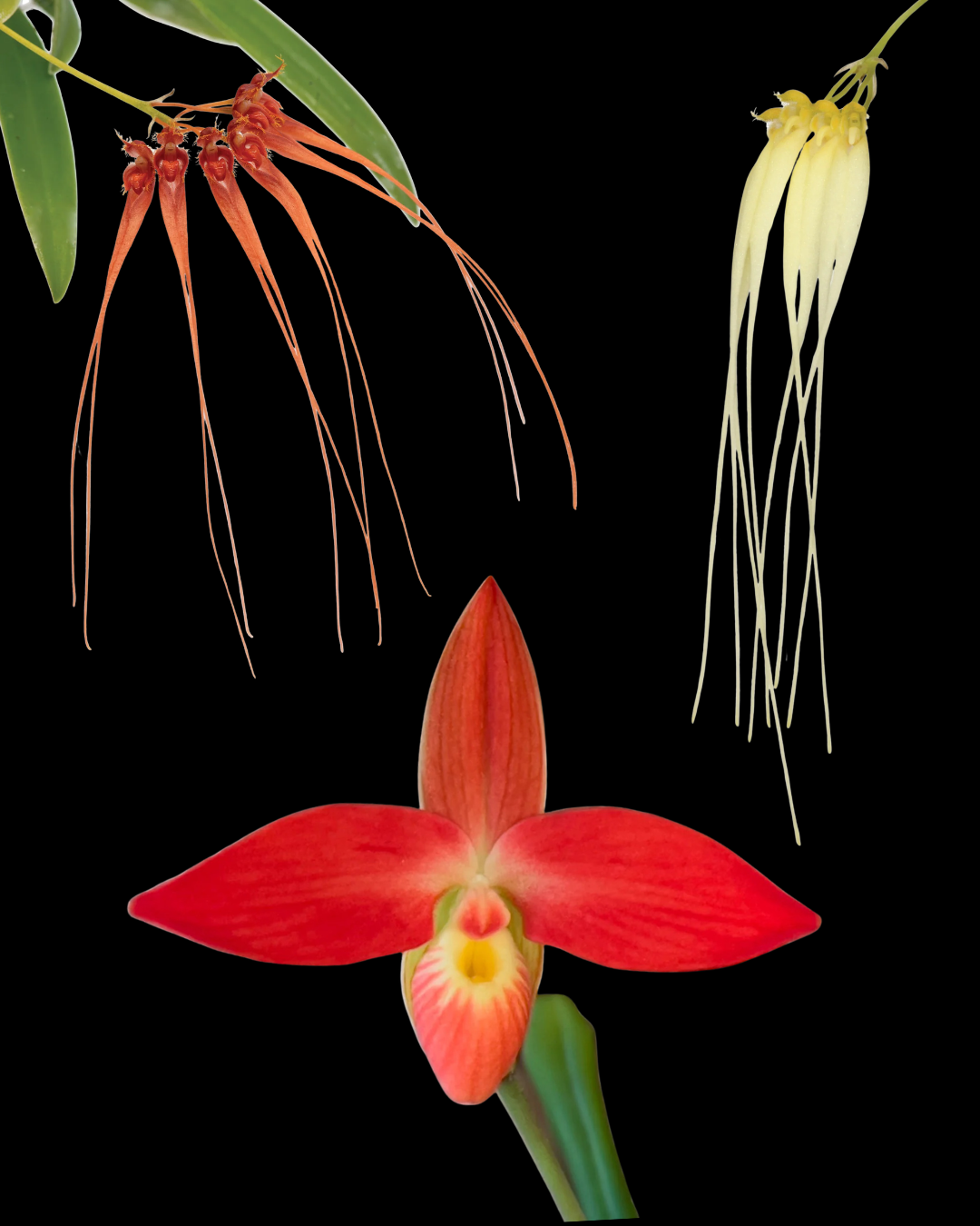 Radiant Spirit Combination Essence