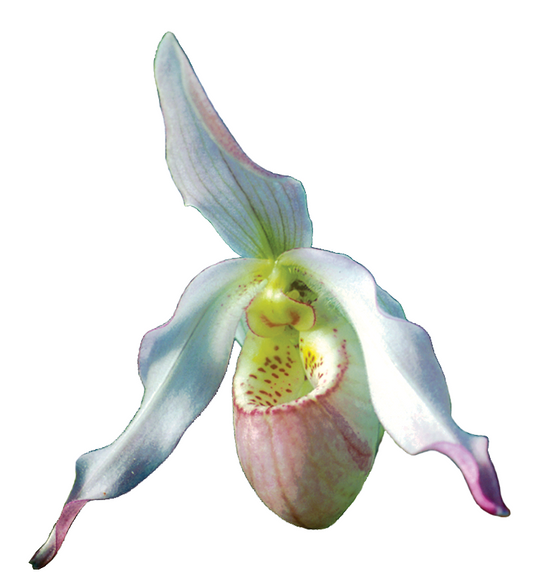 Renewing Life Essence