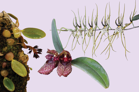 Revitalise Combination Essence