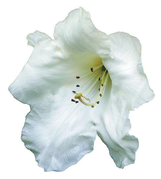 Rhododendron Griffithianum Essence