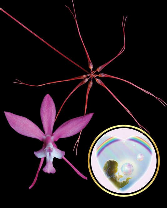 Sacral Regulator Combination Essence