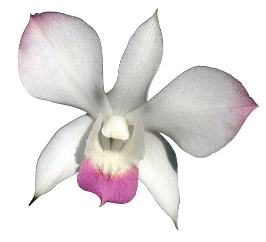 Sacral Release Essence