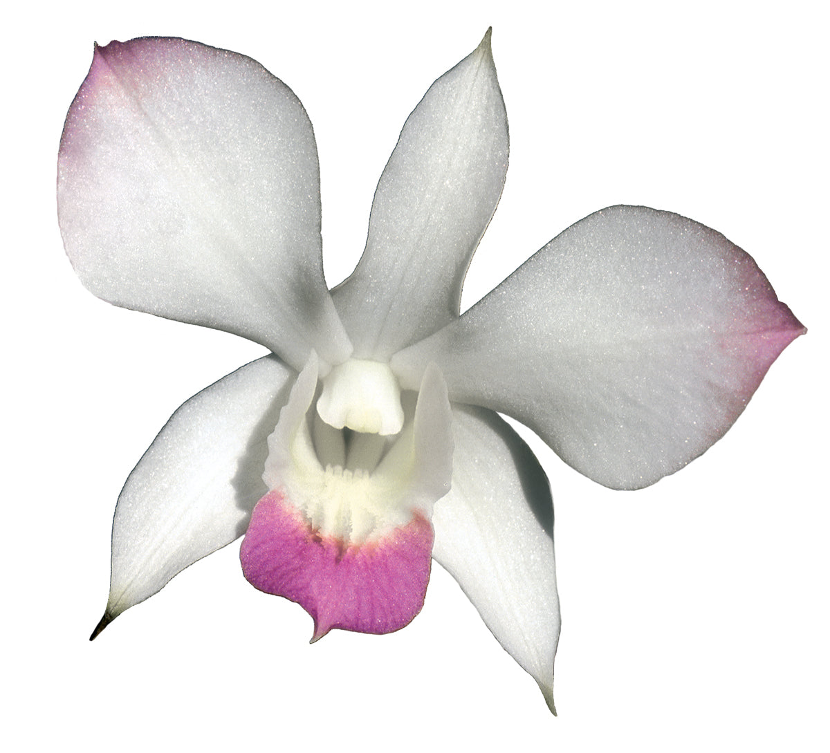Sacral Release Essence