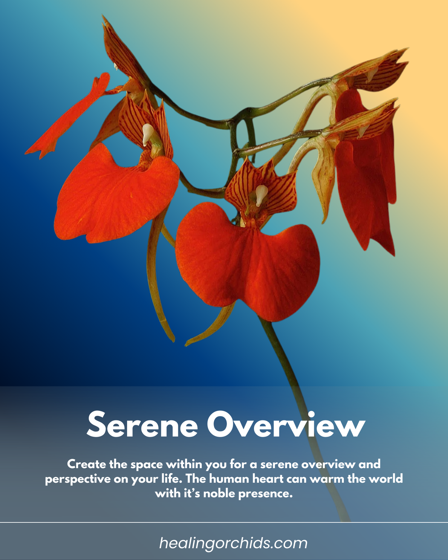 Serene Overview Essence