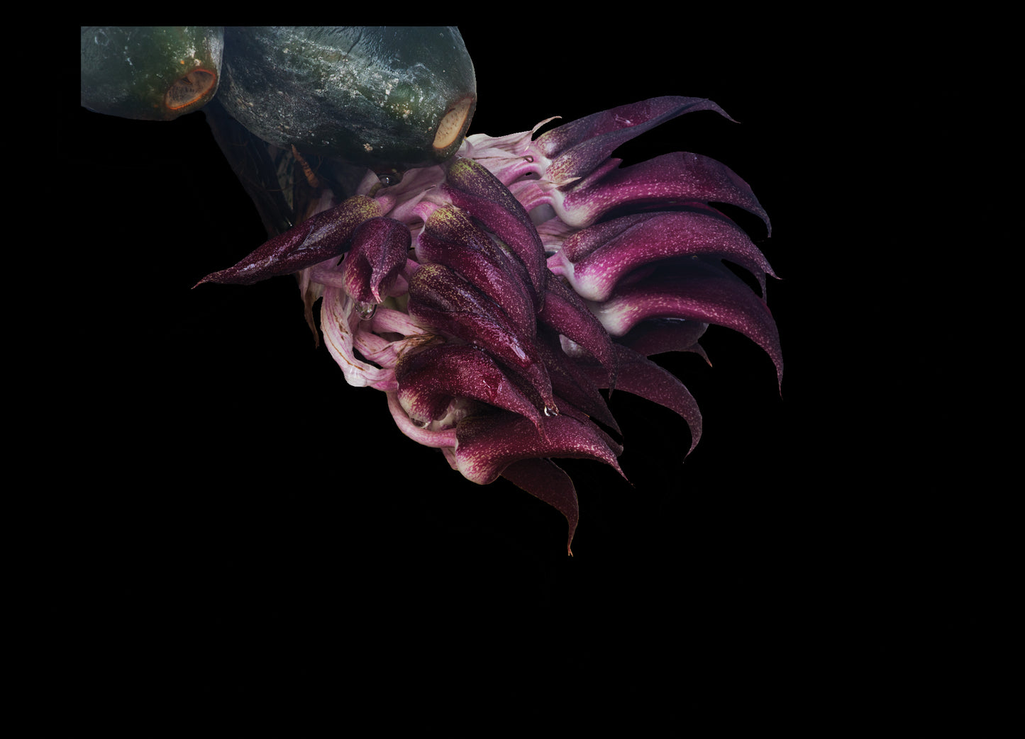 Shadow Descent Essence
