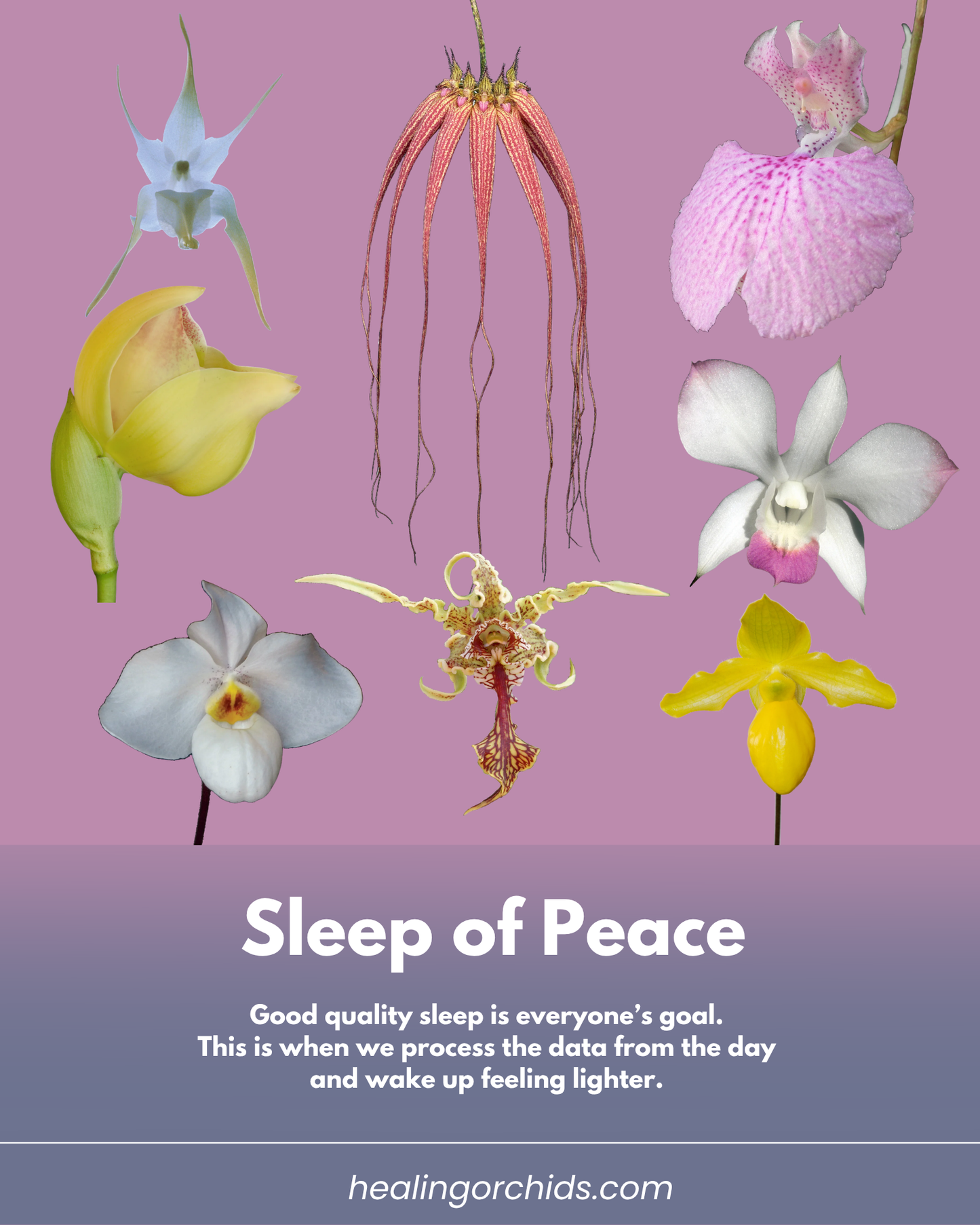 Sleep of Peace Essence