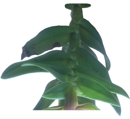 Thoracic Alignment Essence