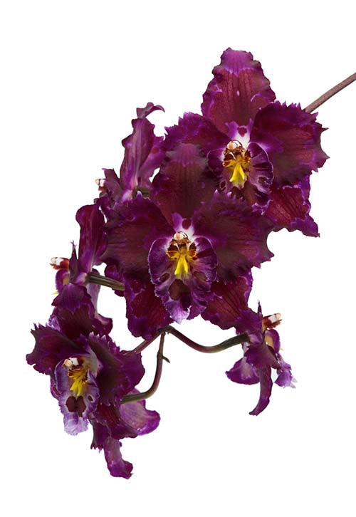 Thymic Heart Essence