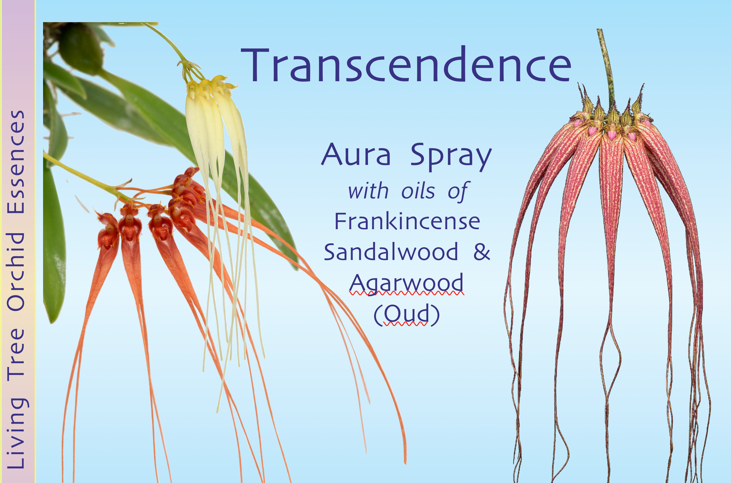 Transcendence Aura Spray