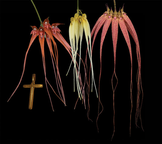 Transcendence Au Combination Essence