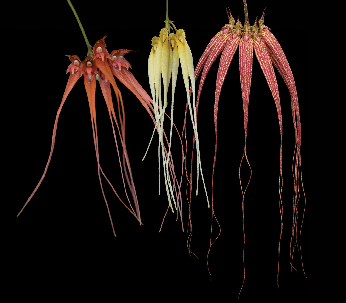 Transcendence Combination Essence