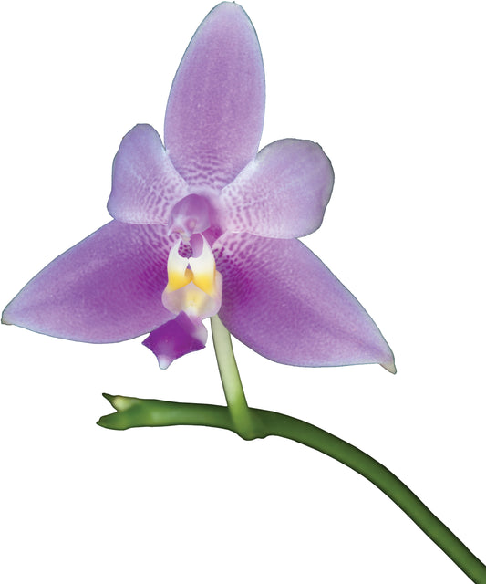 Violacea Veritas Essence