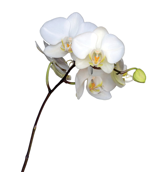 White Beauty Essence