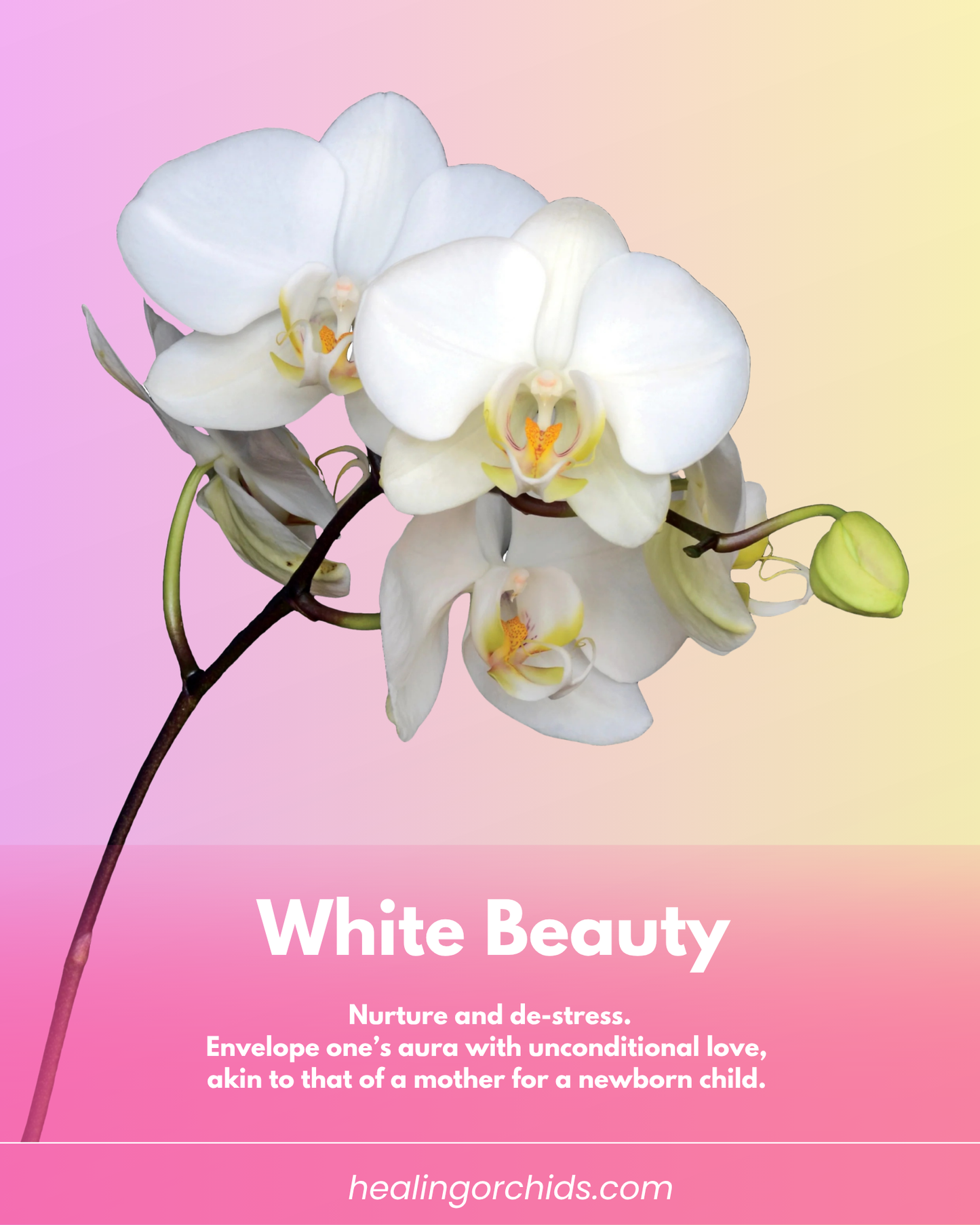 White Beauty Essence