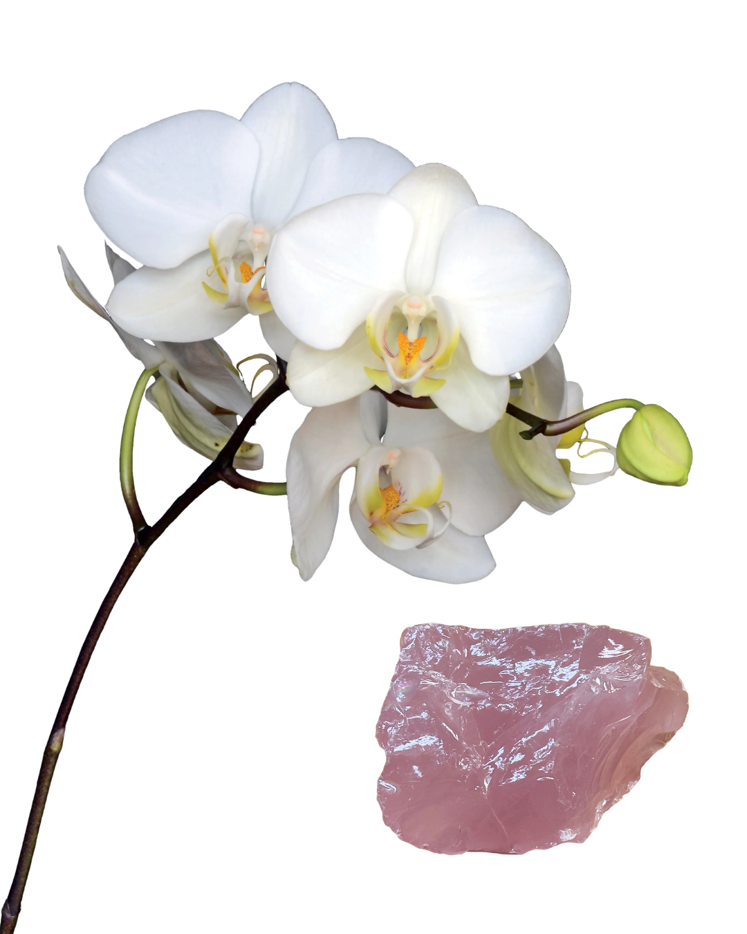 White Beauty Essence