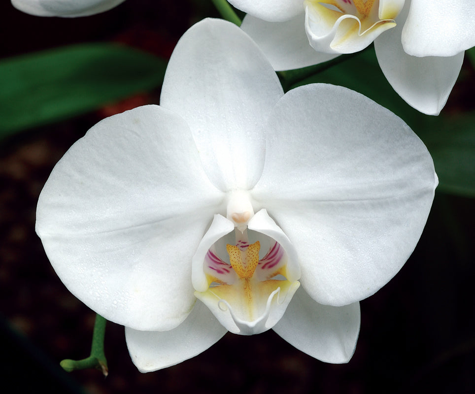 White Beauty Essence