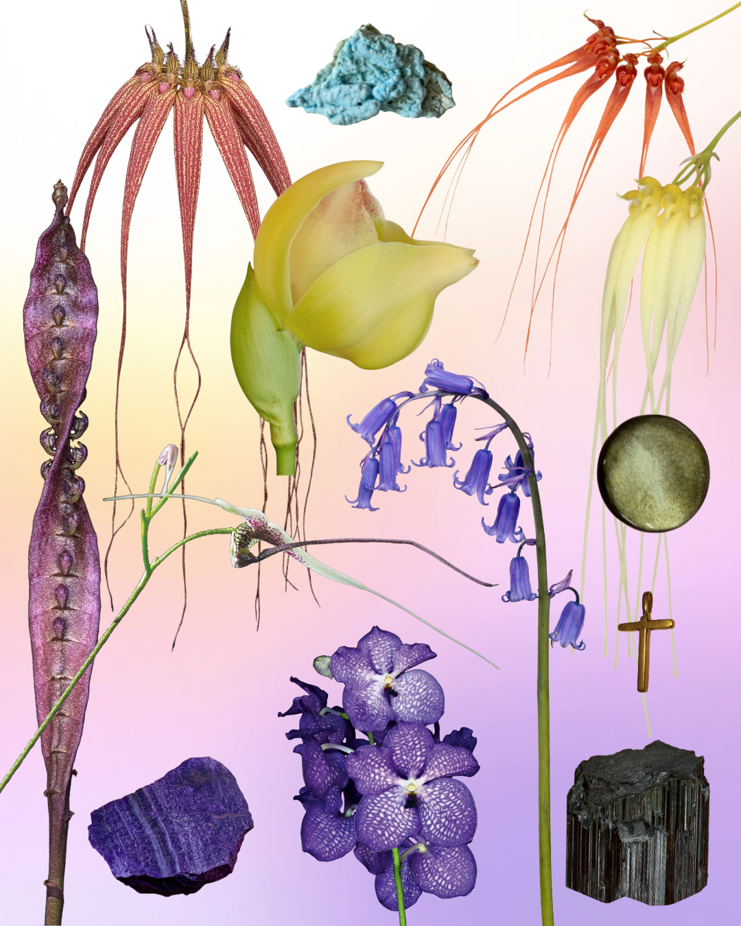 Wisdom & Prosperity Combination Essence