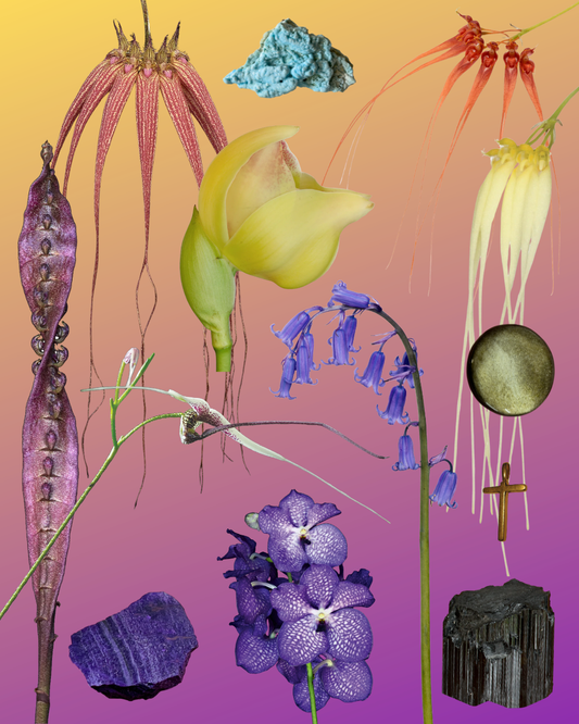 Wisdom & Prosperity Combination Essence
