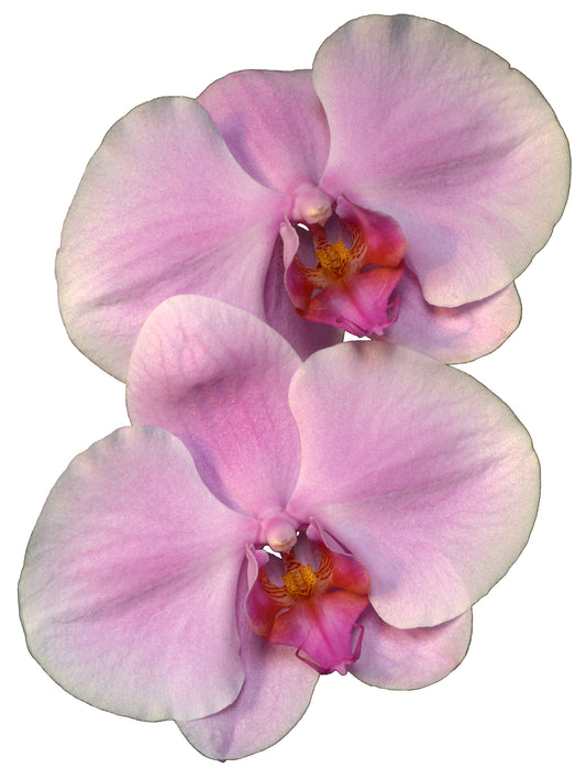 Wisdom of Compassion Essence