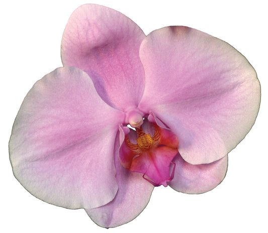 Wisdom of Compassion Essence