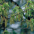 Healing Herbs - Hornbeam