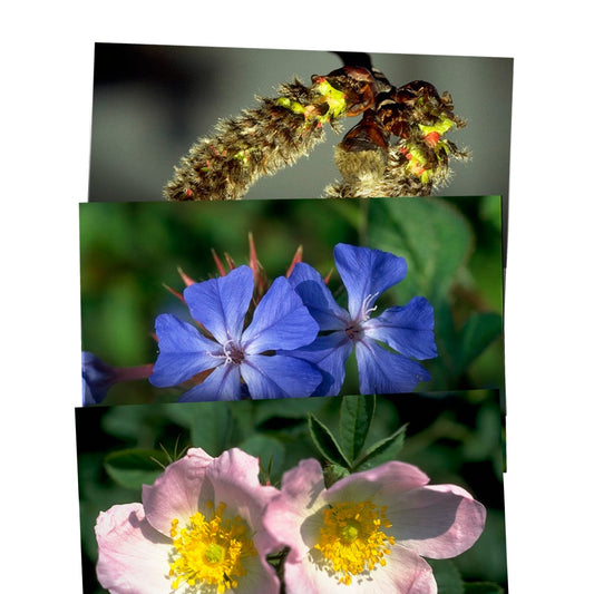 Healing Herbs - Photo cards set