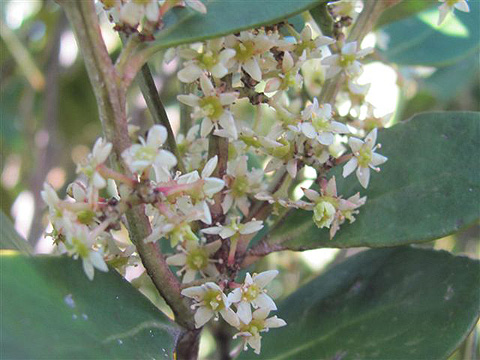 cherry wood with flowers