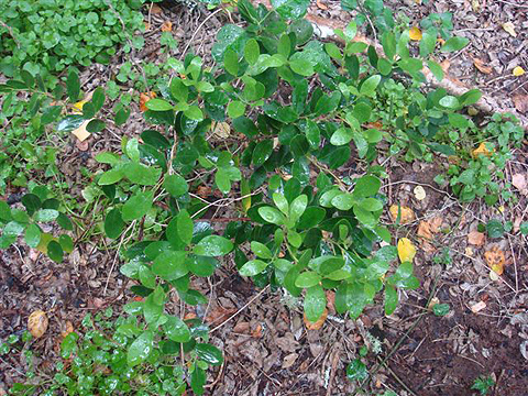 cherry wood saplings