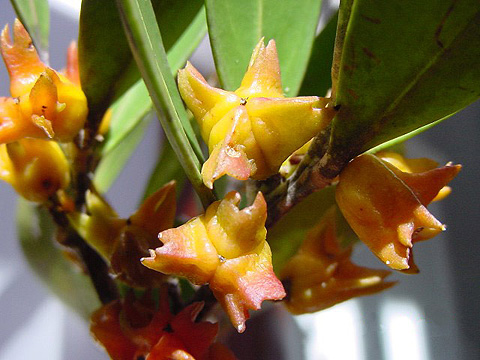 cherry wood with seeds