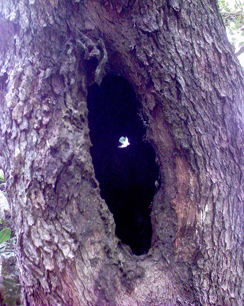 bark of hard pear tree