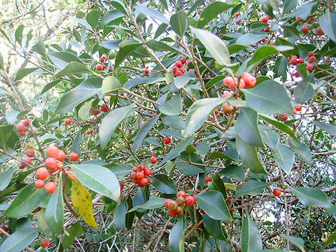 hard pear with berries