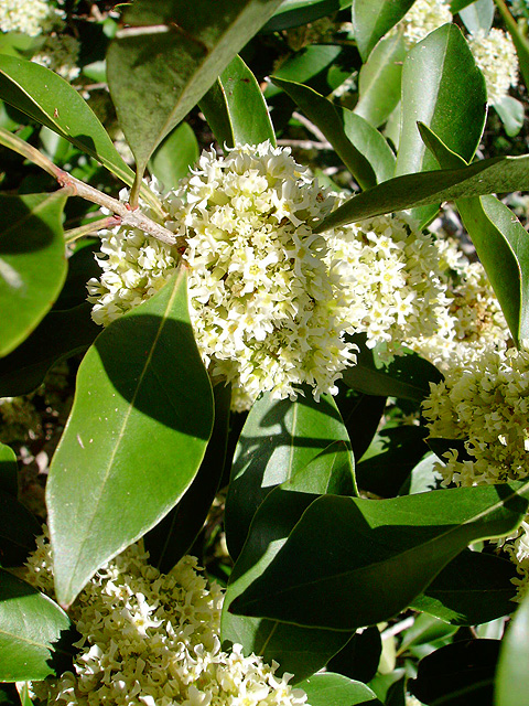 hard pear tree in bloom