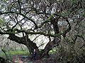 milkwood tree