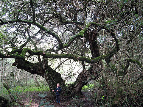 milkwood tree and boy