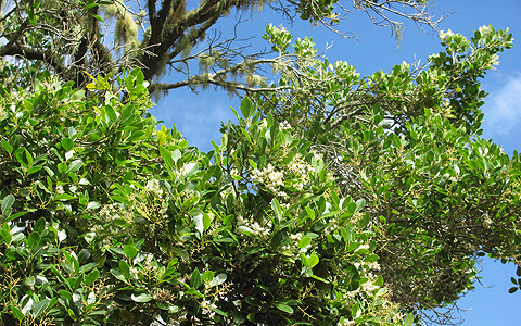 white pear with flowers