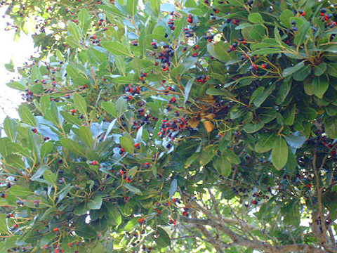 white pear with berries