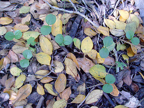 white pear seedlings