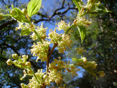 white stinkwood