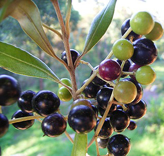 wild olive with berries